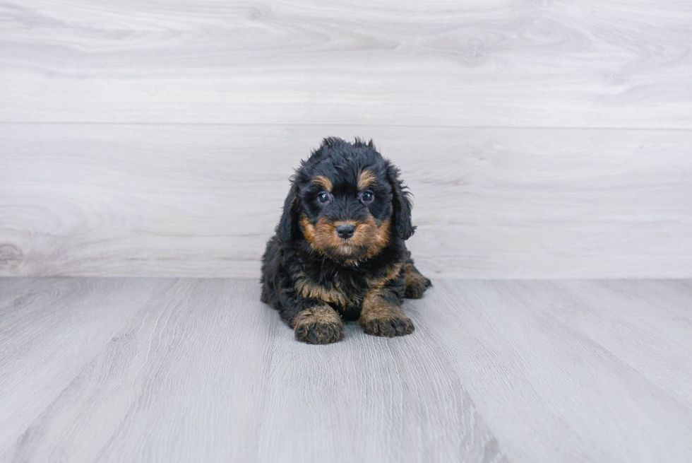 Mini Bernedoodle Pup Being Cute