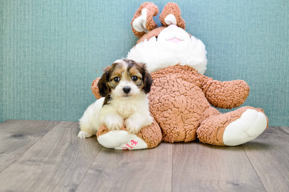 Petite Cavachon Designer Pup