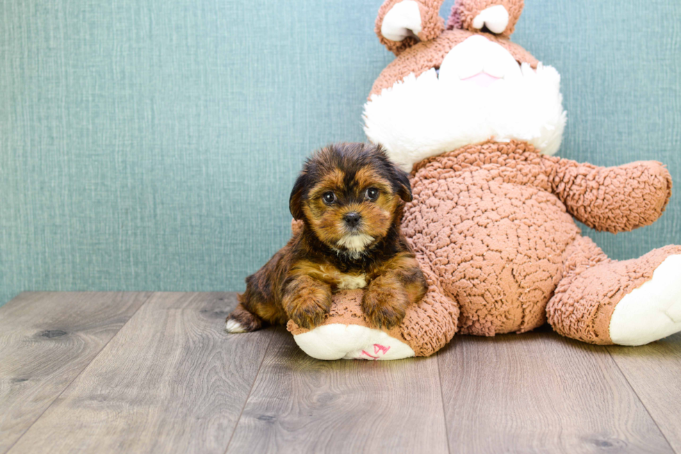 Shorkie Pup Being Cute