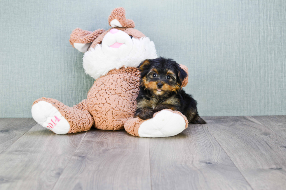 Meet Jeremy - our Yorkshire Terrier Puppy Photo 