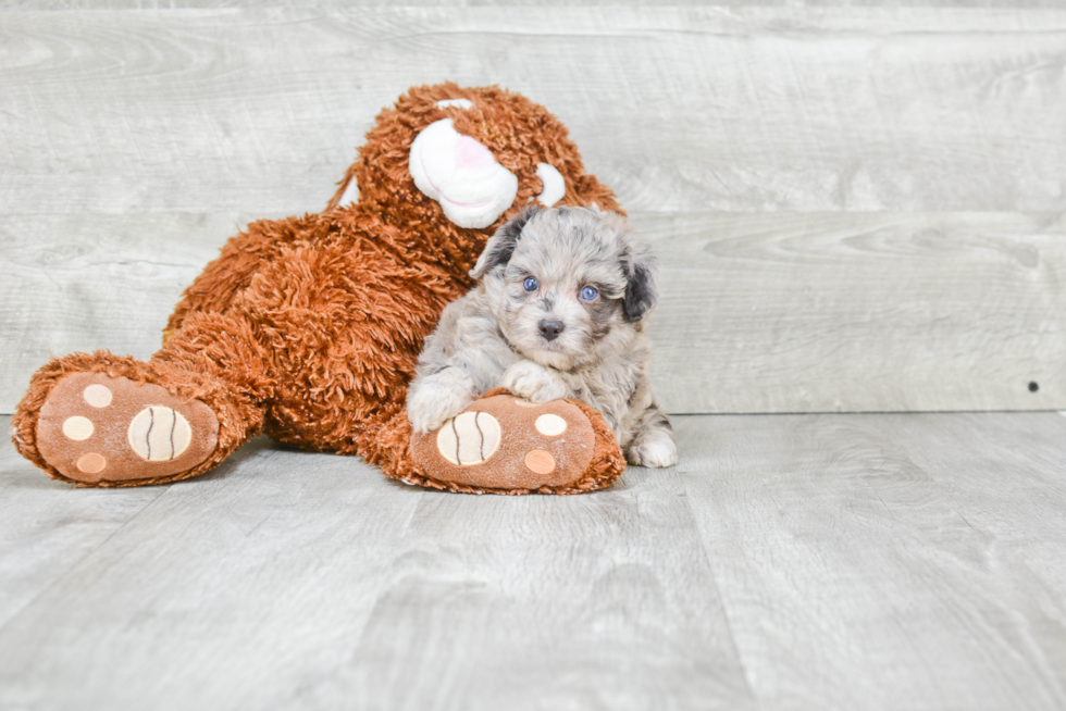 Cute Mini Aussiedoodle Baby