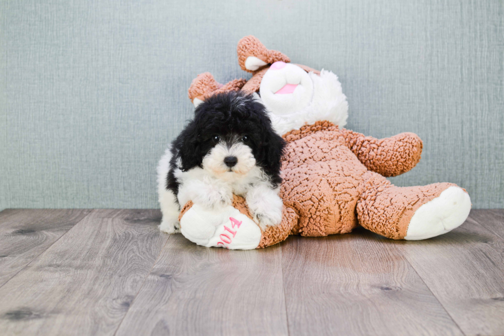 Hypoallergenic Poodle Purebred Pup