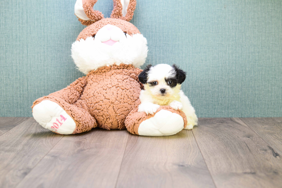 Teddy Bear Pup Being Cute
