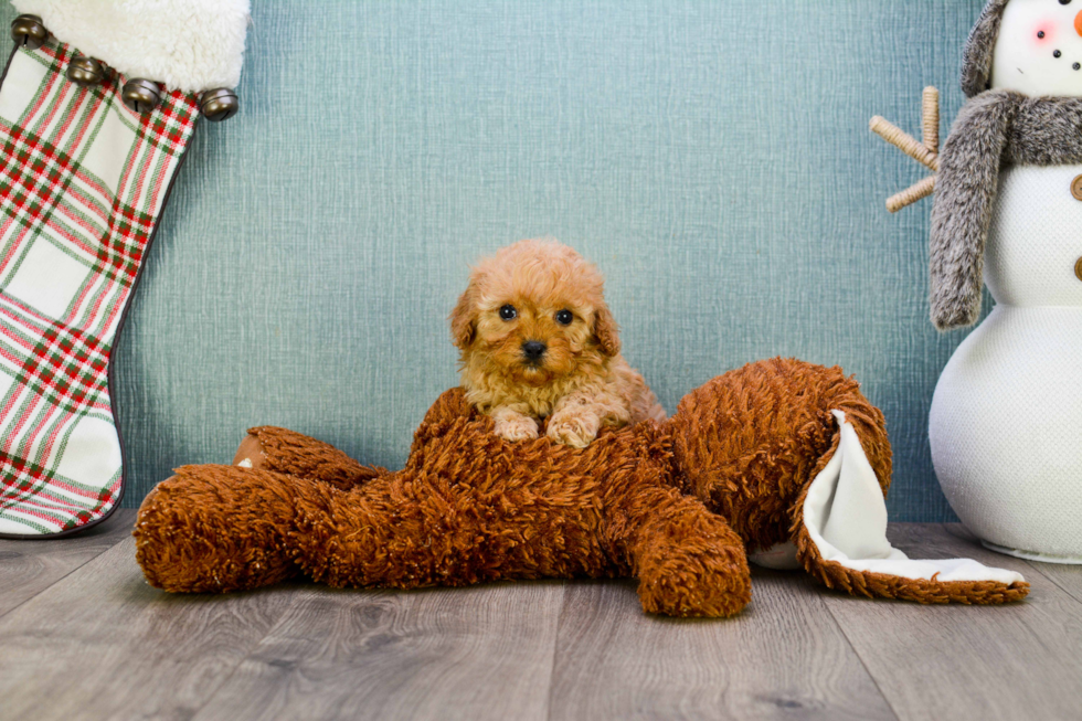 Fluffy Cavapoo Poodle Mix Pup
