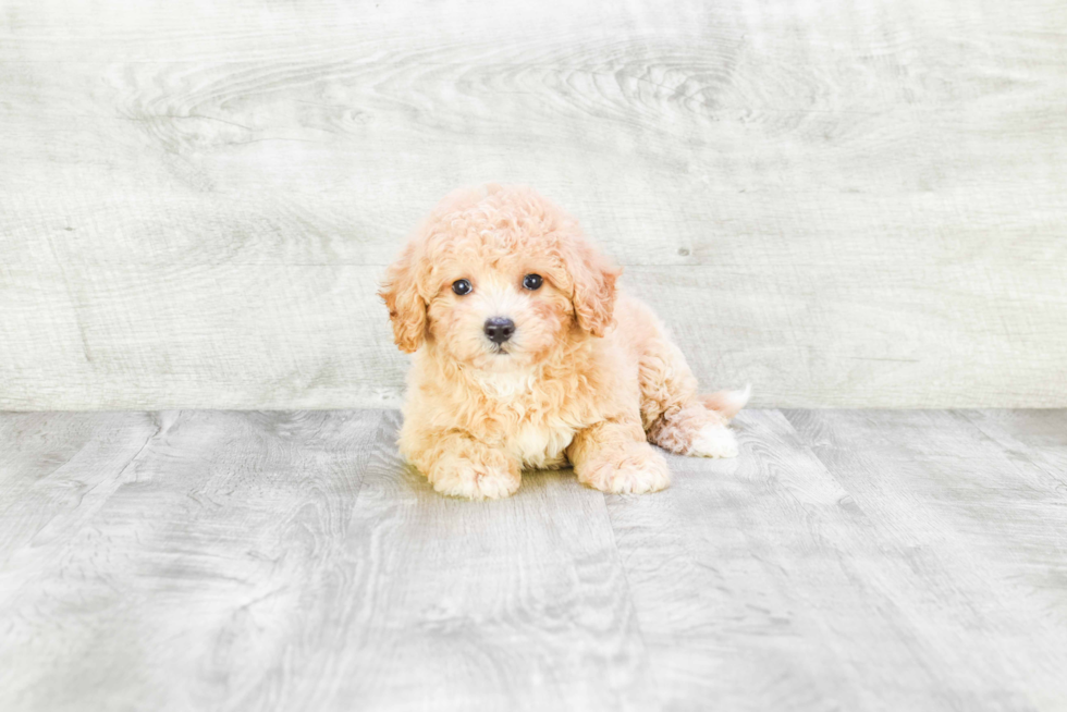 Little Havanese Purebred Pup