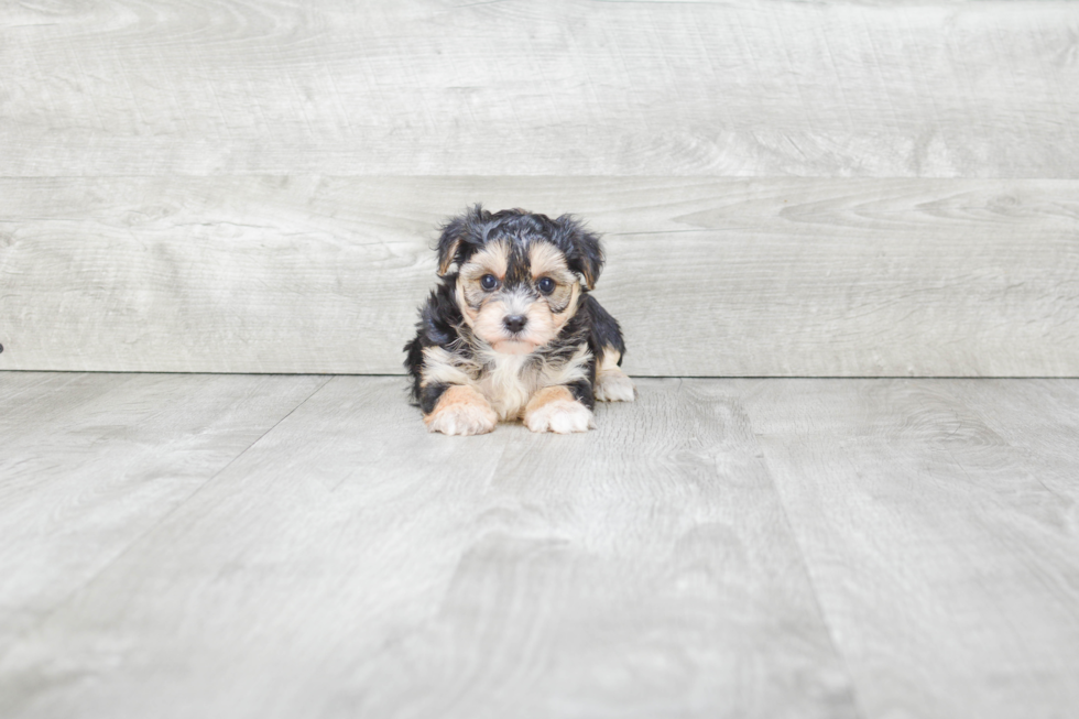 Small Morkie Baby