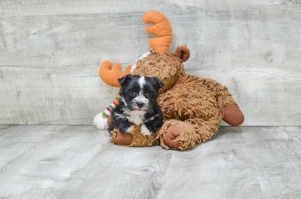 Small Morkie Baby