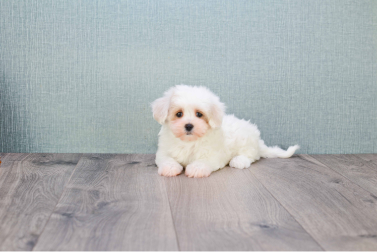 Maltipoo Pup Being Cute
