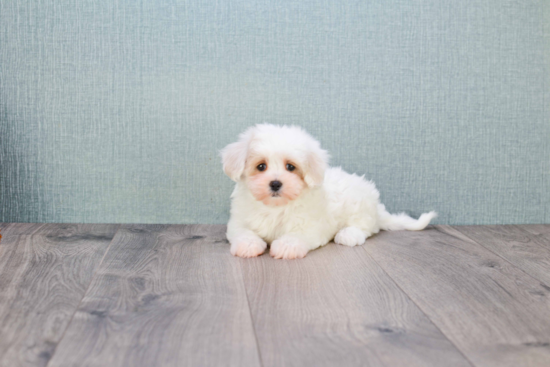 Maltipoo Pup Being Cute