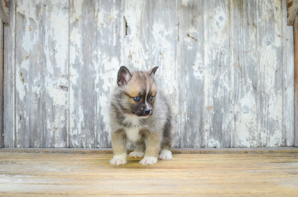 Funny Pomsky Designer Pup