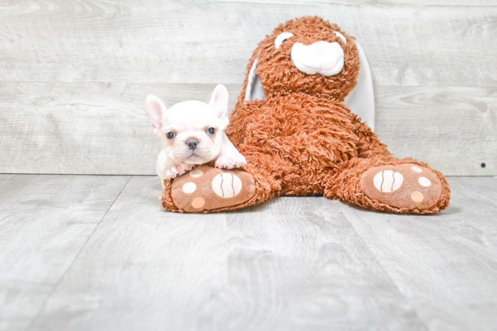 French Bulldog Pup Being Cute