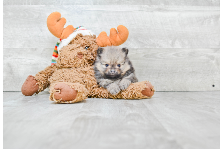 Friendly Pomeranian Baby