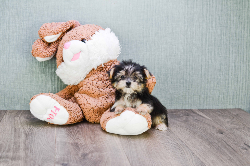 Morkie Pup Being Cute