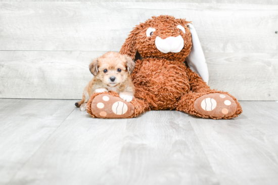 Popular Morkie Designer Pup