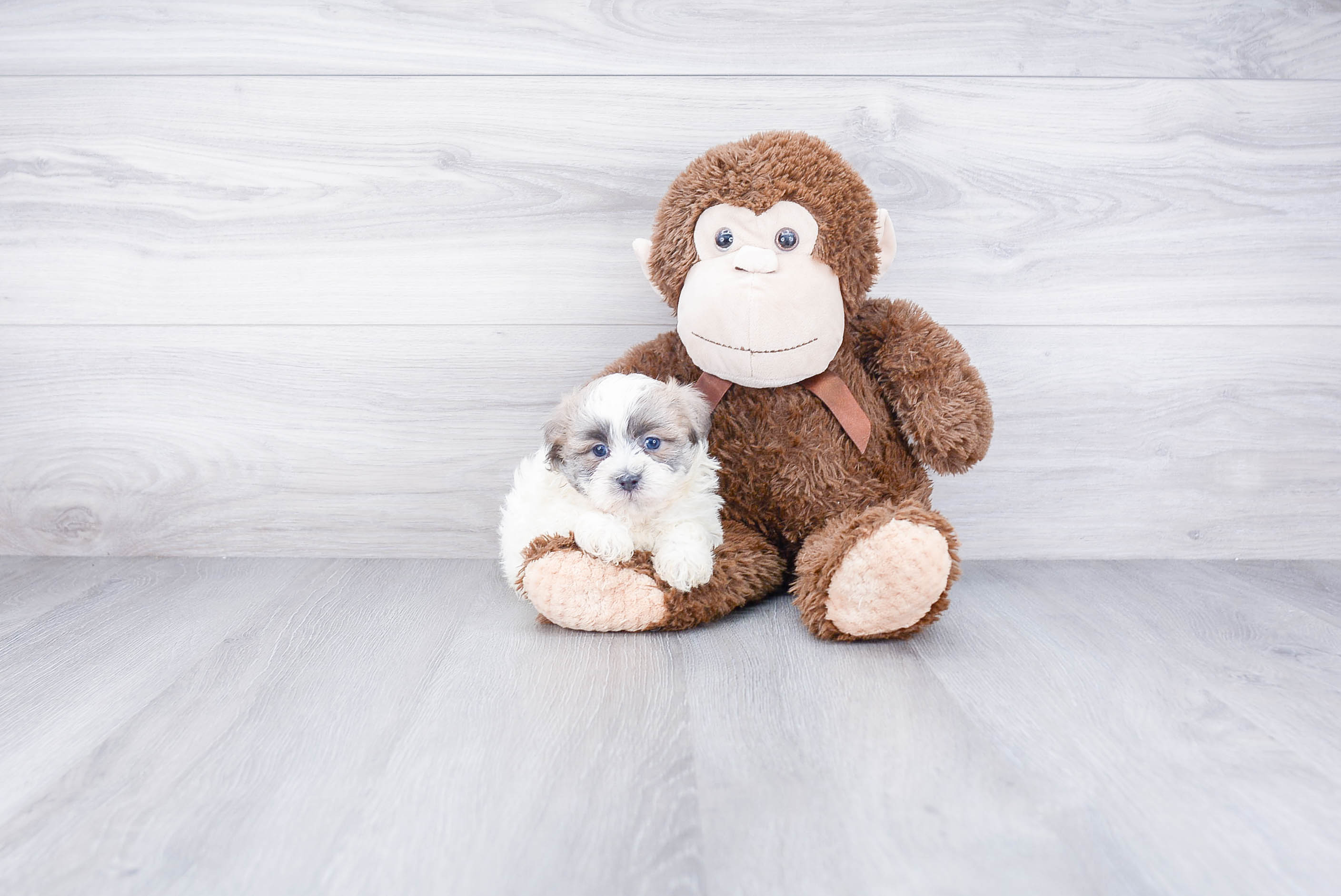 Happy Teddy Bear Baby