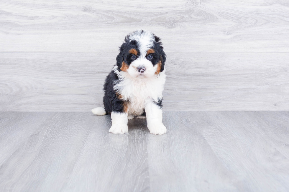 Mini Bernedoodle Pup Being Cute