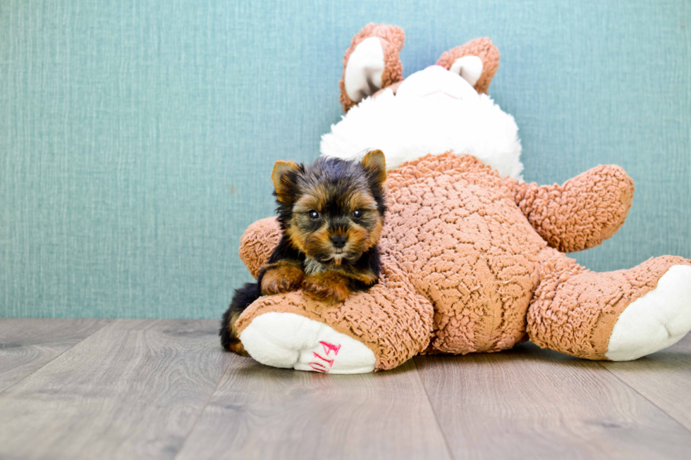 Meet Roy - our Yorkshire Terrier Puppy Photo 