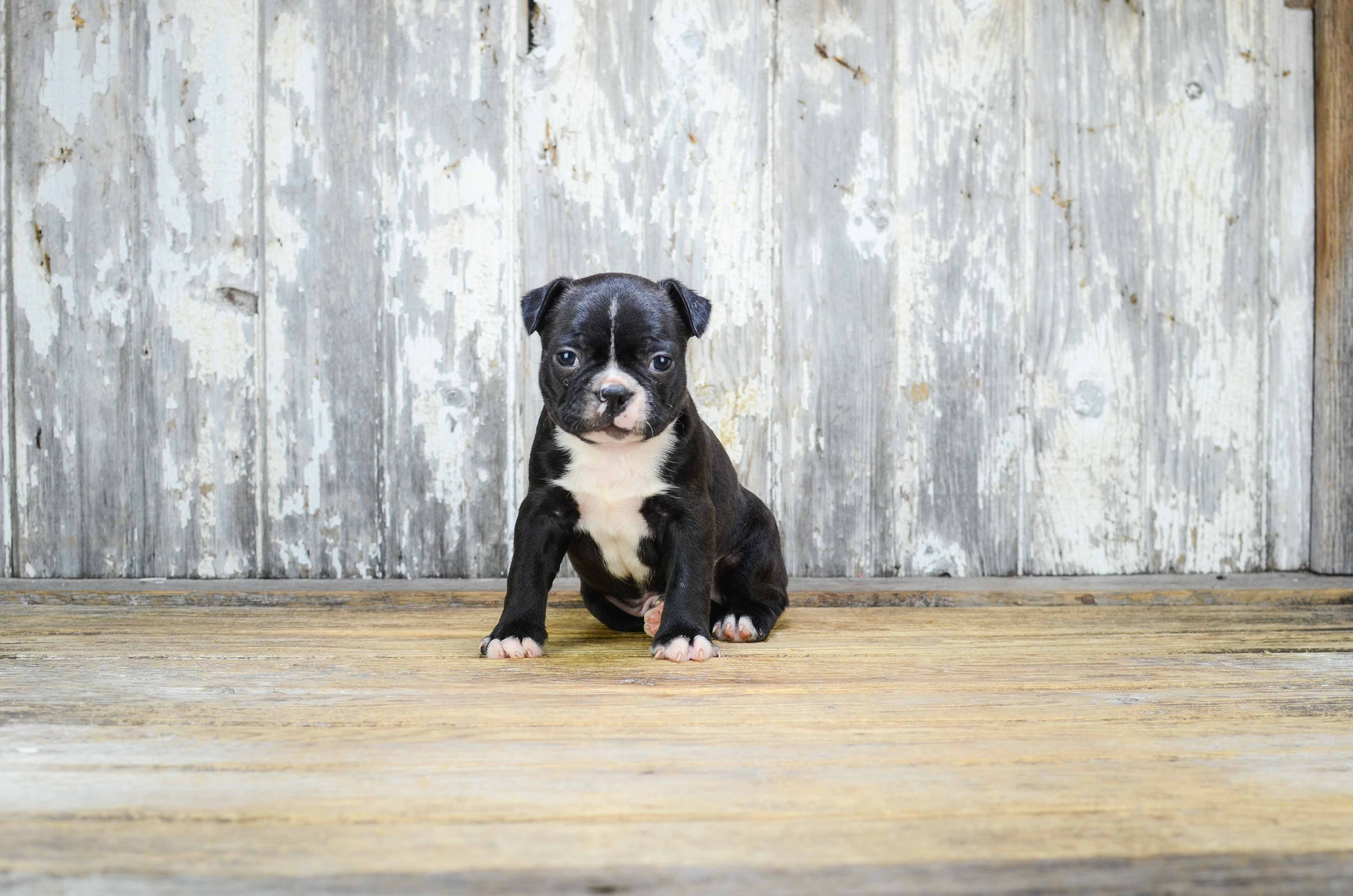 Cute Boston Terrier Purebred Puppy