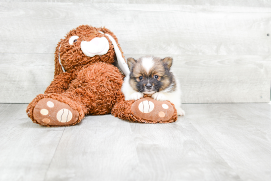 Pomeranian Pup Being Cute