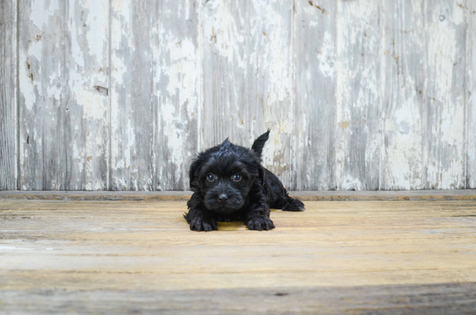 Smart Morkie Designer Pup