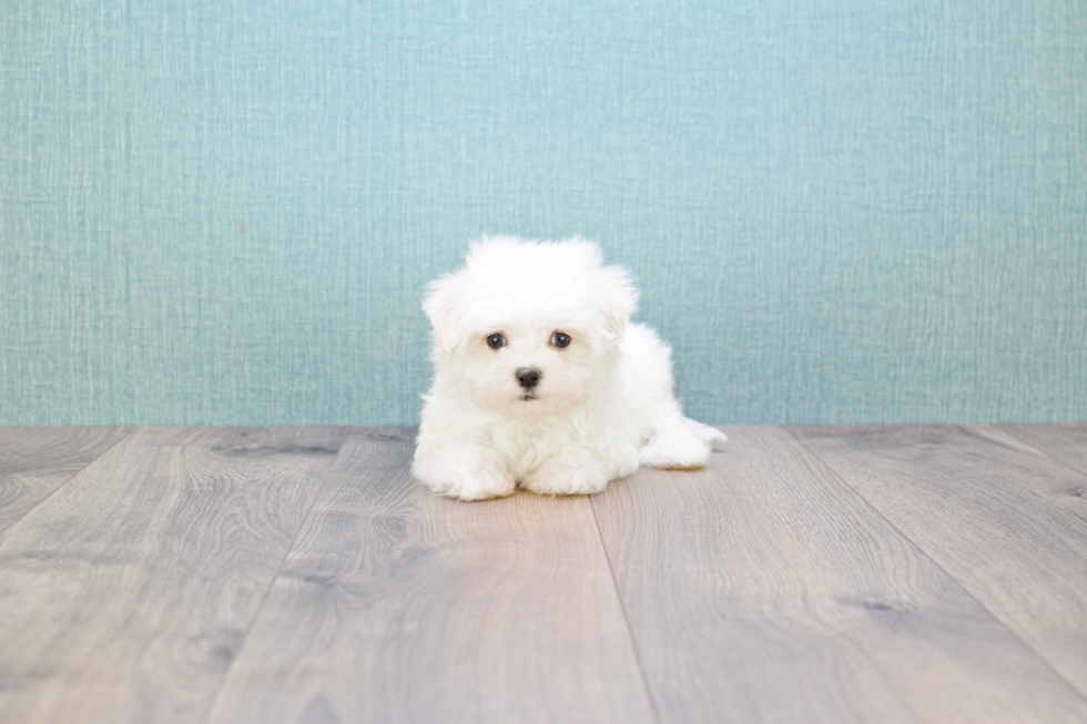 Maltese Pup Being Cute
