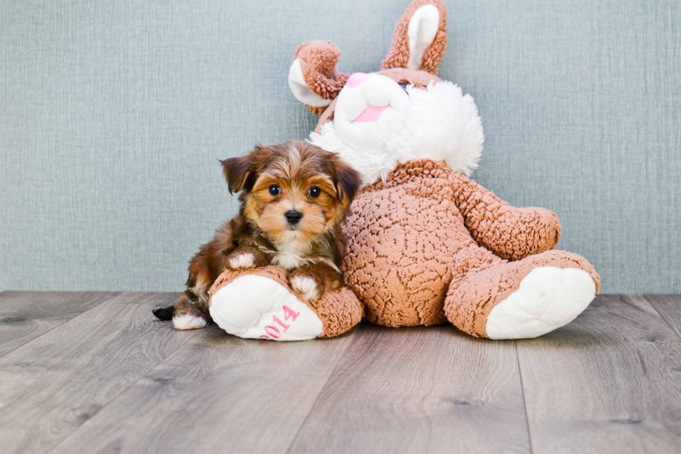 Best Morkie Baby