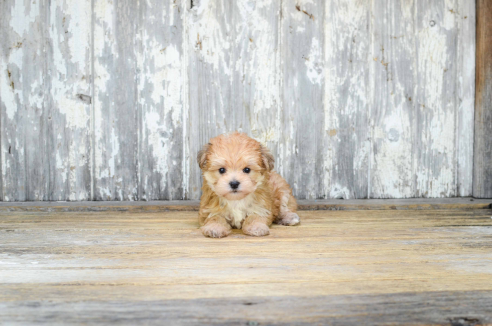 Sweet Morkie Baby