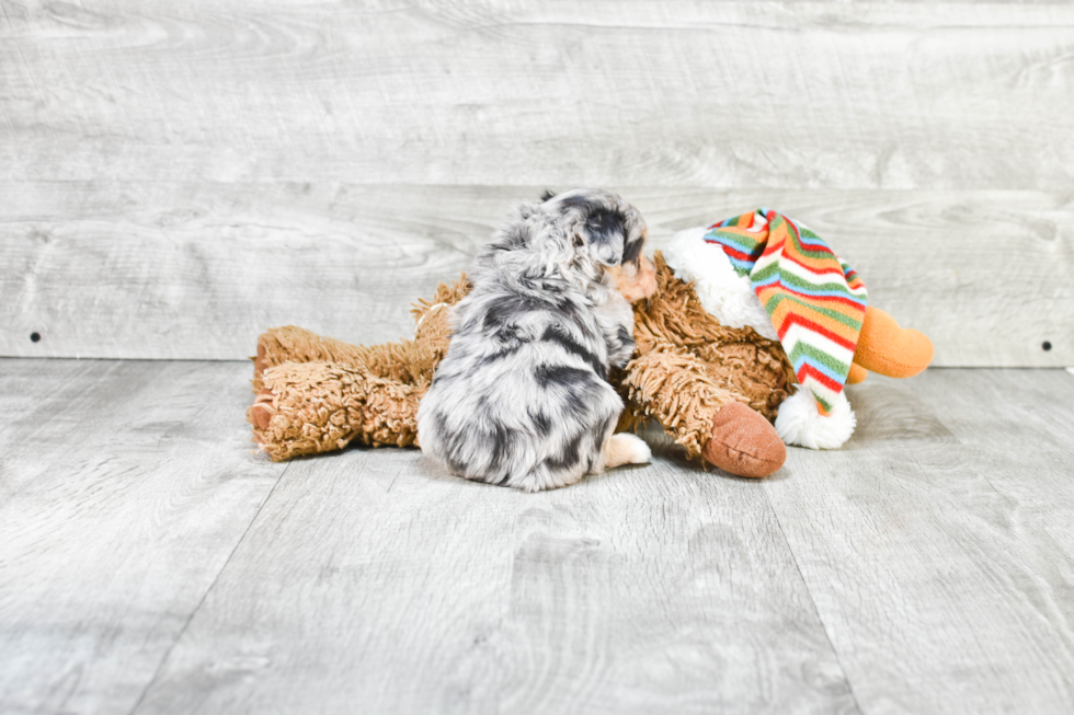 Best Mini Aussiedoodle Baby