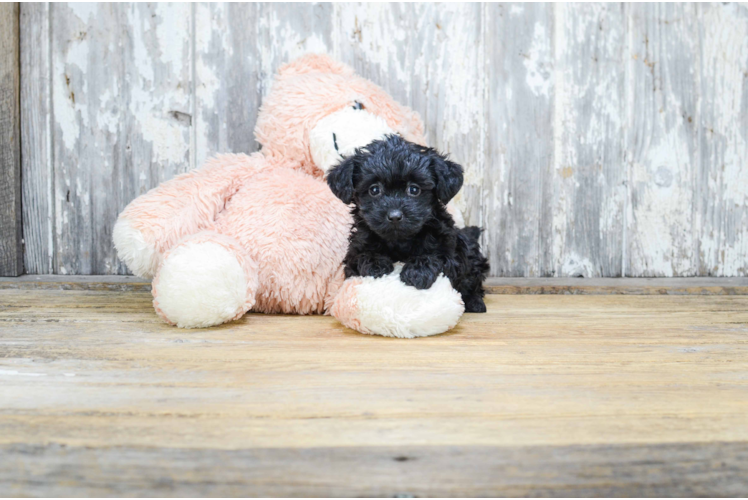 Yorkie Poo Pup Being Cute