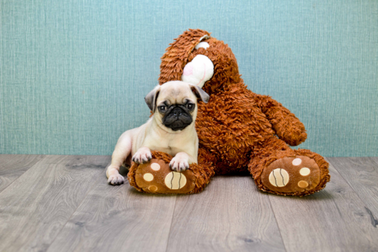 Pug Puppy for Adoption