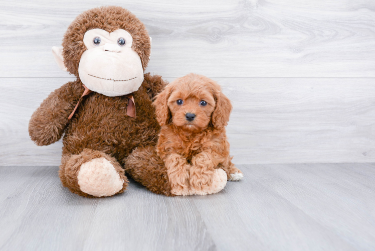 Cavapoo Puppy for Adoption