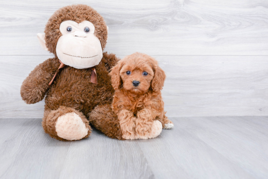 Cavapoo Puppy for Adoption