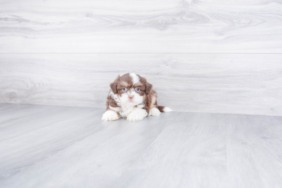 Funny Teddy Bear Designer Pup