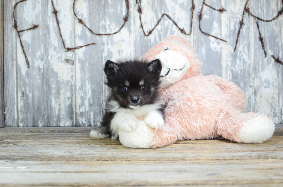 Cute Pomsky Baby
