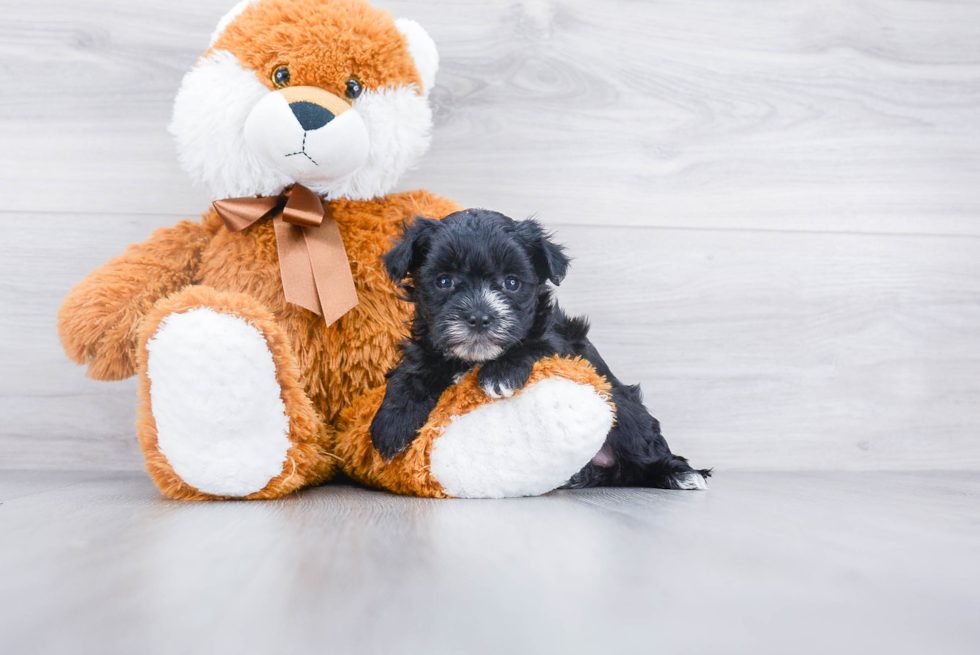 Playful Yorkie Designer Puppy