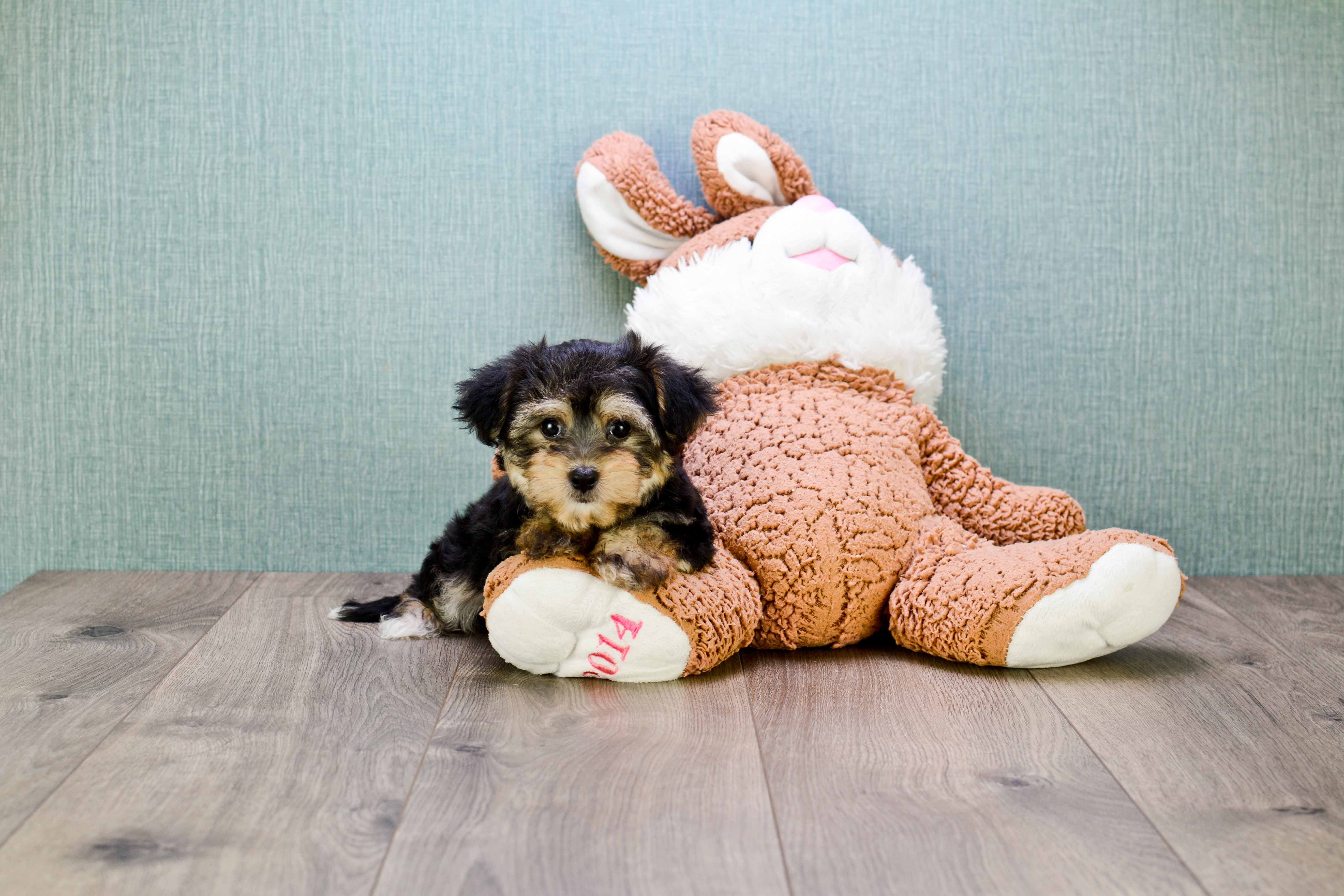 Morkie Puppy for Adoption