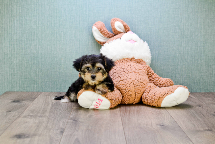 Morkie Puppy for Adoption
