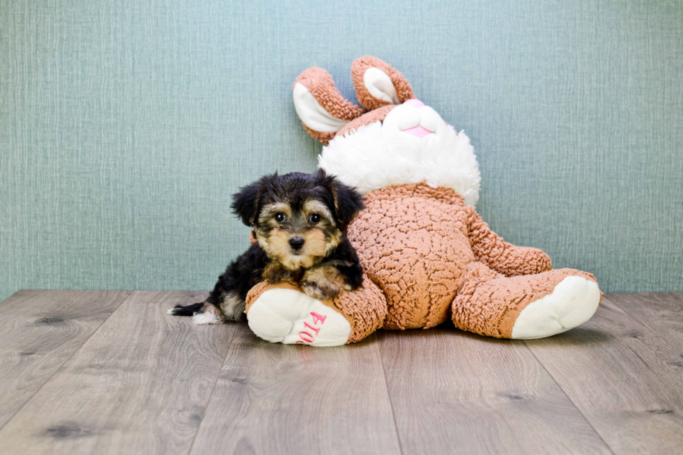 Morkie Puppy for Adoption