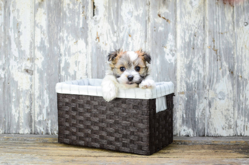 Petite Maltipom Designer Pup