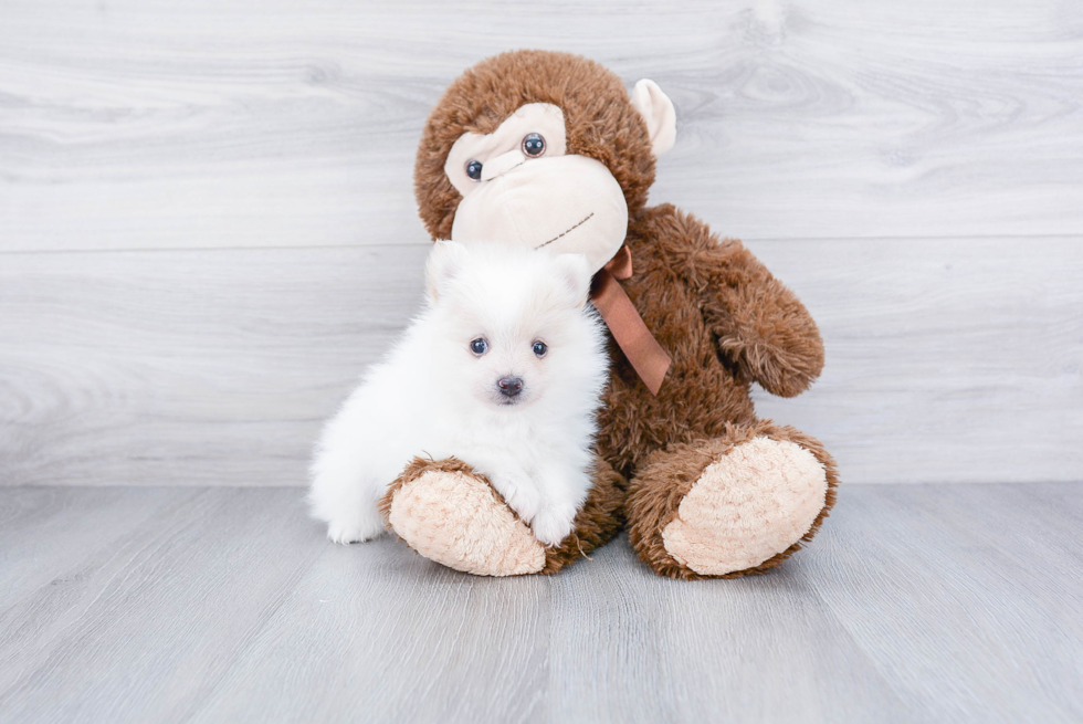 Smart Pomeranian Purebred Puppy