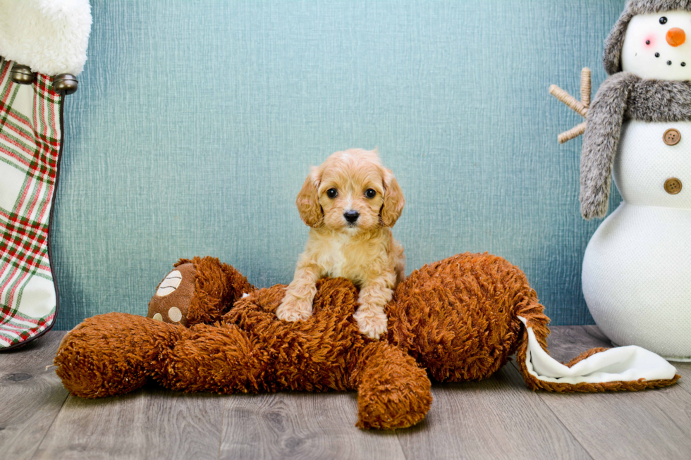 Cavapoo Pup Being Cute