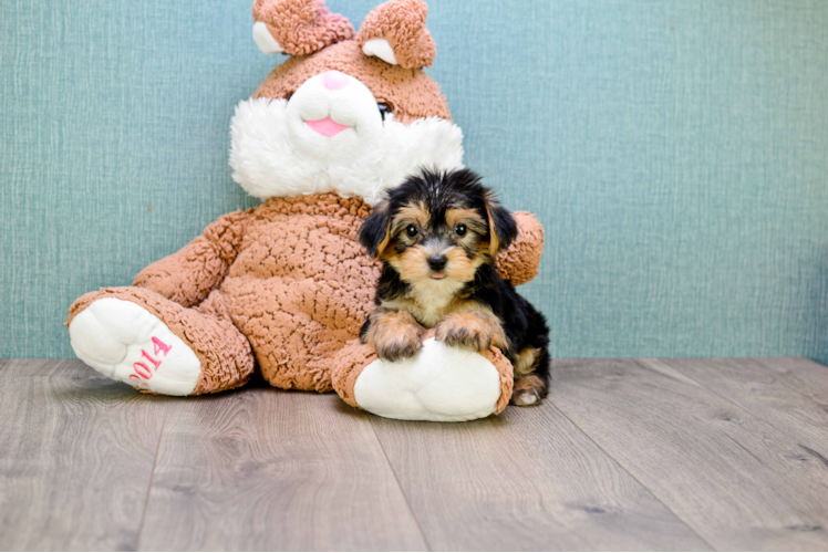 Hypoallergenic Yorkie Designer Puppy