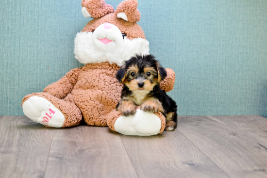Hypoallergenic Yorkie Designer Puppy