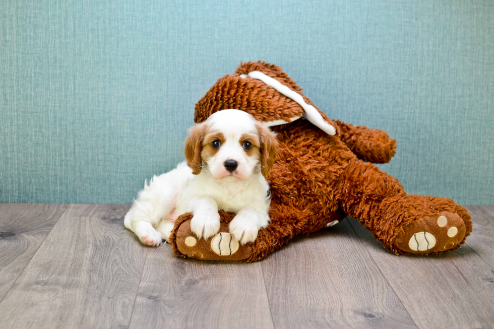 Cavalier King Charles Spaniel Puppy for Adoption