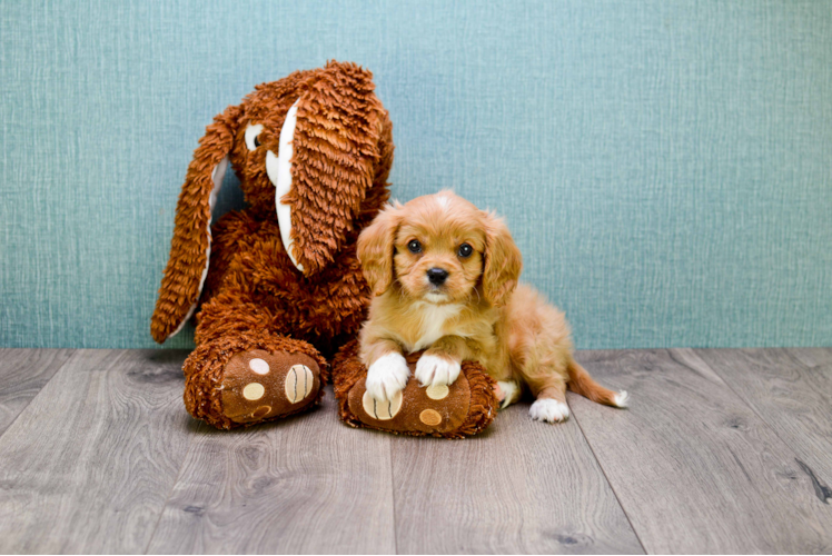 Playful Cavalier King Charles Spaniel Purebred Pup