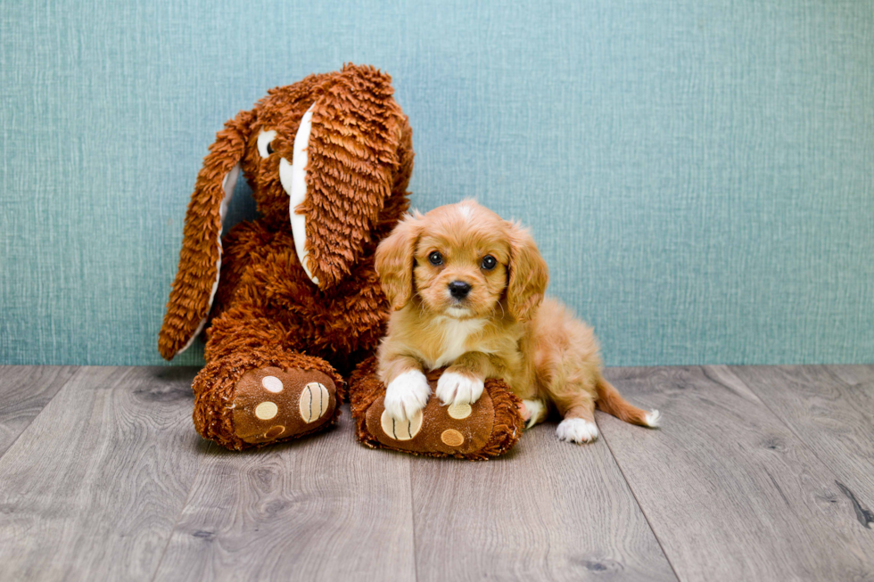 Playful Cavalier King Charles Spaniel Purebred Pup