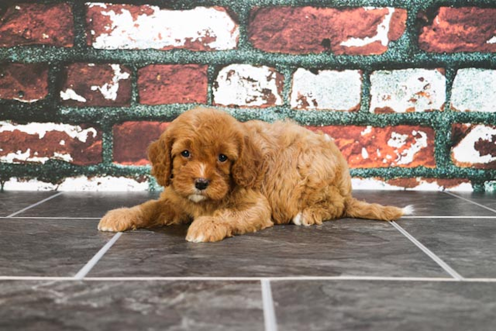 Happy Cavapoo Baby