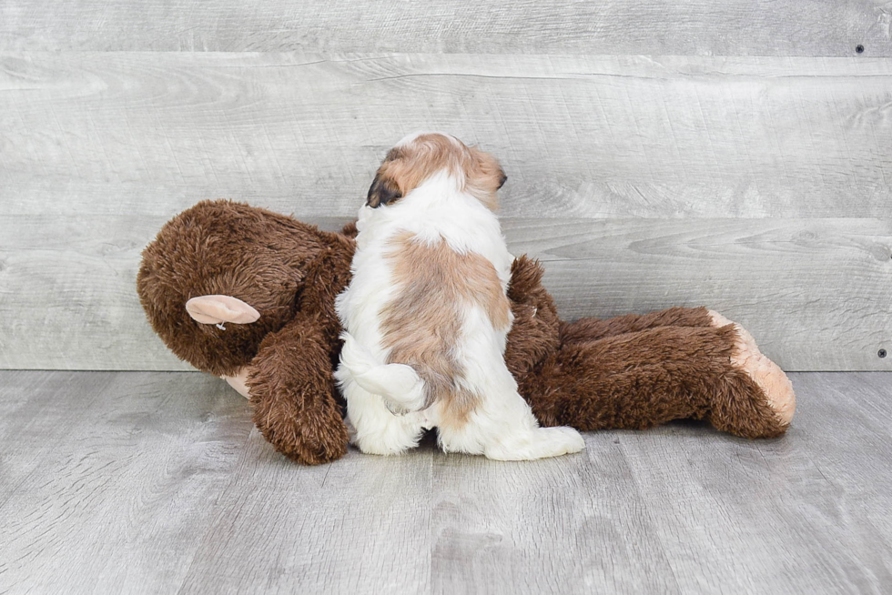 Adorable Shichon Designer Puppy