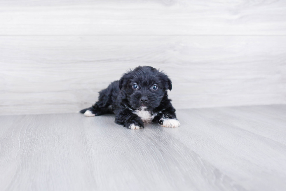 Morkie Pup Being Cute