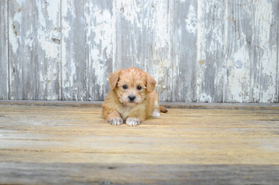 Morkie Puppy for Adoption
